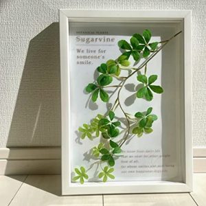 Wall hanging, Made in Japan, Handmade, Botanical Frame, Sugar Vine/Art frame, Interior, Wall hanging, Framed, Framed, Painting, Landscape, Poster, Art, Art panel, Living room, Entrance, Gift, Modern, Art frame